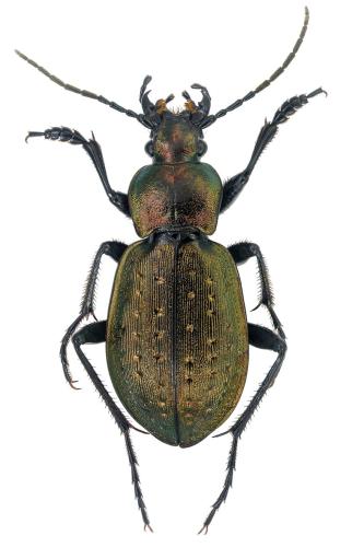 Réf. 353 695 : Carabus baudii